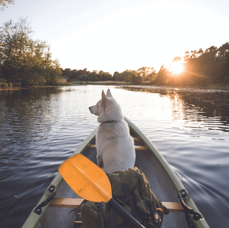 Amenities Dog sitting on boat